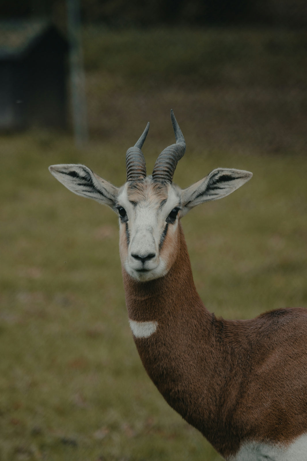 brown and white deer on green grass field during daytime